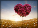 Valentine's Day, Heart Shaped Tree, Sunlight