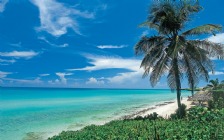 Beach and Sea, Cuba, Palm Tree