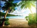 Beach and Sea, Palm Trees