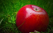 Red Apple in Green Grass